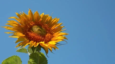 Sunflower swaying in the wind in a field on a summer day Stock Footage 142382965