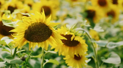 Sunflower swaying in the wind Stock Footage 65419676
