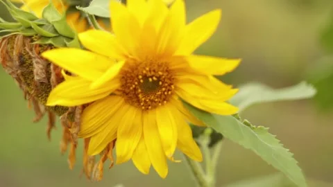 Sunflower swaying in the wind Stock Footage 221031586