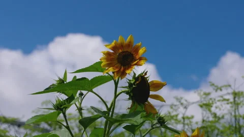Sunflower Swaying In The Wind Stock Footage 221876661