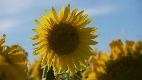 The Sunflower Is Swaying In The Wind Видео 236600147