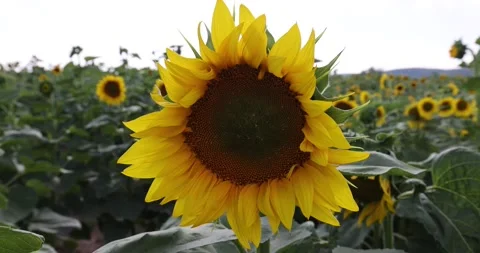 A sunflower sways Video stock 168180918