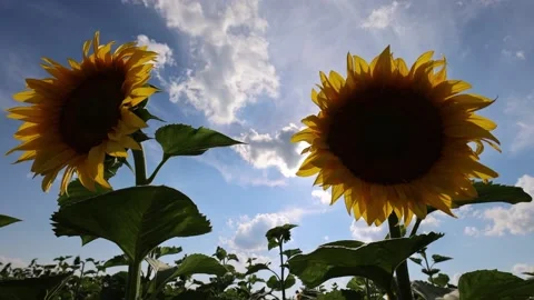 A sunflower sways Video stock 168180921