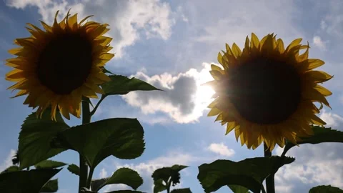 A sunflower sways in the wind in a field Video stock 168180912