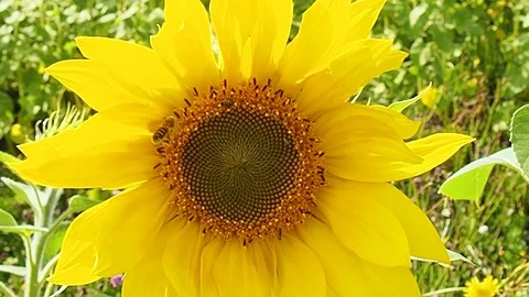 Sunflower sways in the wind. Stock Footage 118666797