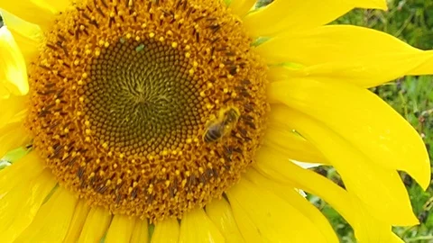 Sunflower sways in the wind. Stock Footage 118666798
