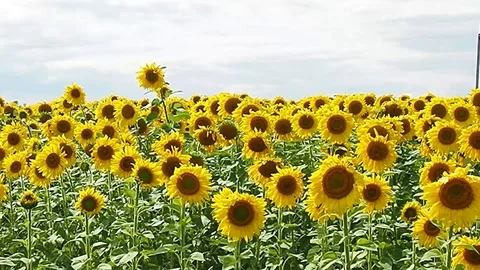 Sunflower sways in the wind. Stock Footage 118666799