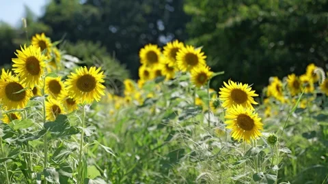 Sunflower sways in the wind Stock Footage 281343814