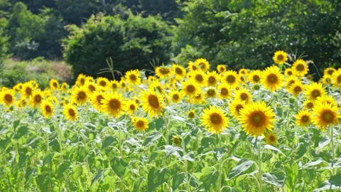 Sunflower sways in the wind Stock Footage 281343936
