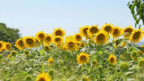 Sunflower sways in the wind Stock Footage 281343944