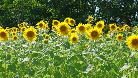 Sunflower sways in the wind Stock Footage 281344175