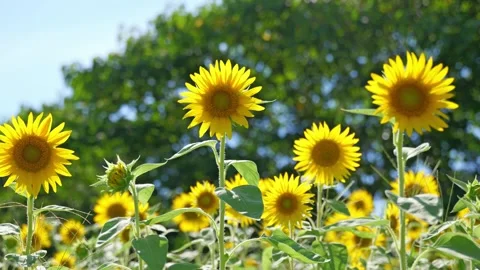 Sunflower sways in the wind Stock Footage 281344290