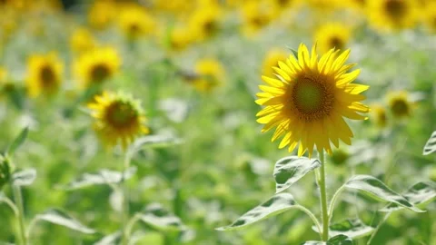 Sunflower sways in the wind Stock Footage 281344382