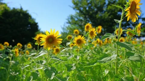 Sunflower sways in the wind Stock Footage 281344715