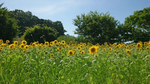 Sunflower sways in the wind Stock Footage 281344813