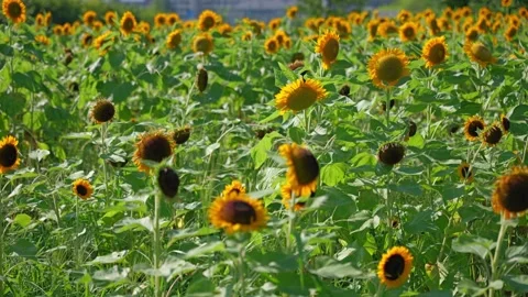 Sunflower sways in the wind Stock Footage 281344989