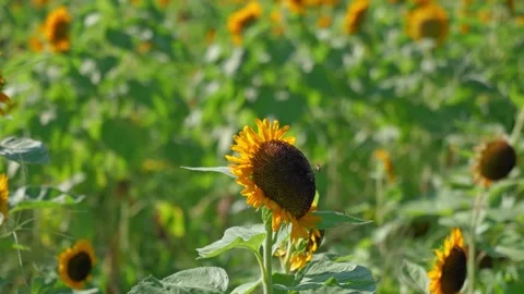 Sunflower sways in the wind Stock Footage 281345114
