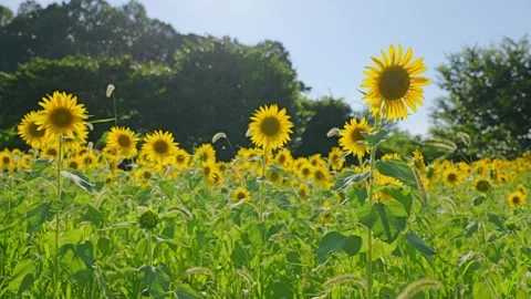 Sunflower sways in the wind Stock Footage 281345784