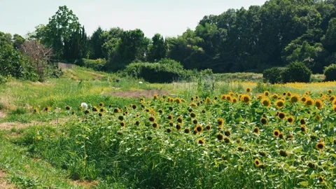 Sunflower sways in the wind Stock Footage 281382485