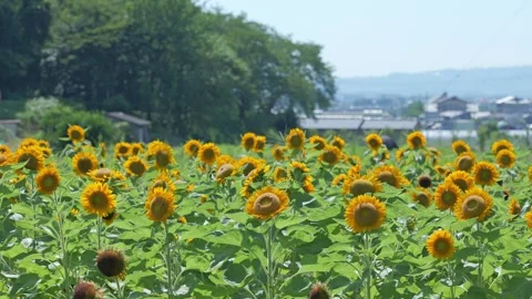 Sunflower sways in the wind Stock Footage 281382517