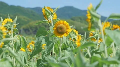 Sunflower sways in the wind Stock Footage 281382559