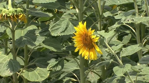 Sunflower swinging Vídeo Stock 41141237
