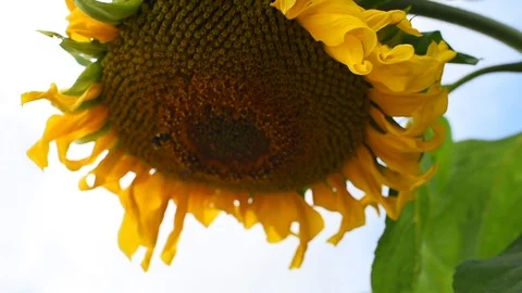 Sunflower swinging in the wind Vidéo 115925039