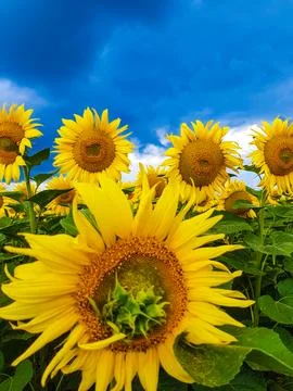 Sunflower Symphony,on the background of the sky Stock Photos
