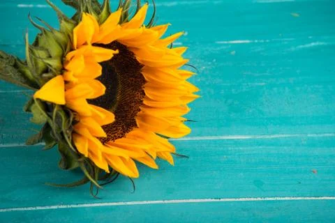 Sunflower on table Stock Photos
