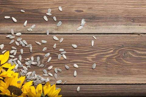 Sunflower on table Stock Photos