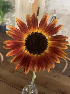 Sunflower on table Stock Photos
