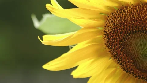 Sunflower taking up half of the screen Stock Footage 201102081