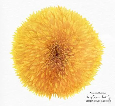 Sunflower Teddy flower Stock Illustration