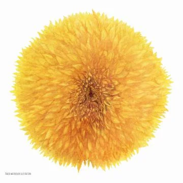 Sunflower Teddy flower Stock Illustration