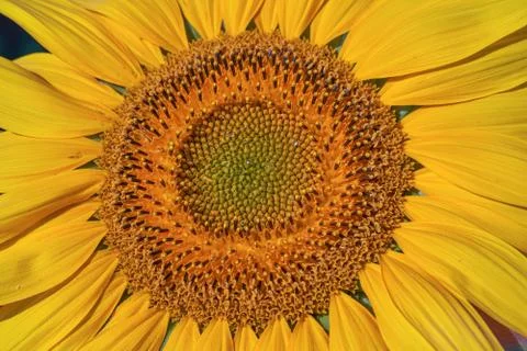 Sunflower texture and background. Texture of sunflower pollen. Stock Photos