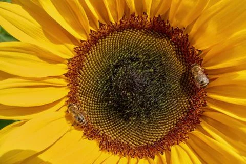 Sunflower texture and background. Texture of sunflower pollen. Stock Photos