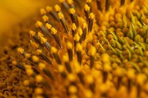 Sunflower texture and background. Texture of sunflower pollen. Stock Photos