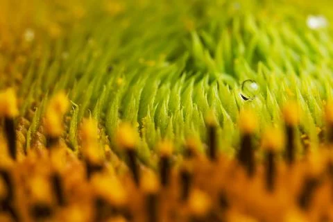 Sunflower texture and background. Texture of sunflower pollen. Stock Photos