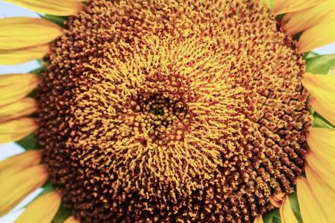 Sunflower with texture. Stock Photos