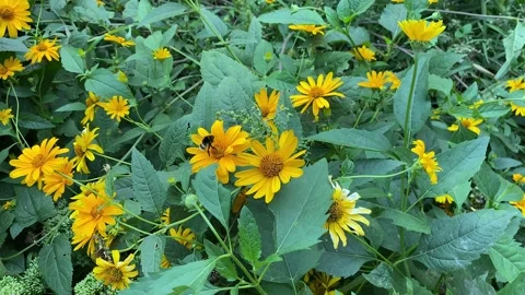 Sunflower thin-leaved, field flower of the Aster family pollinated bumblebee Vidéo 228111641