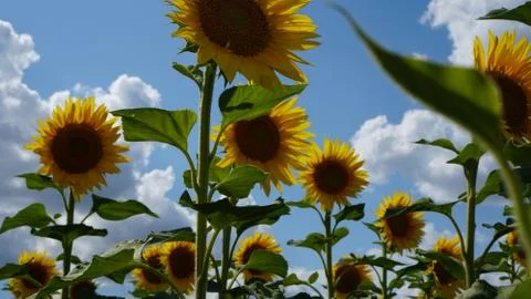 A sunflower through which the blue sky is visible Stock Photos