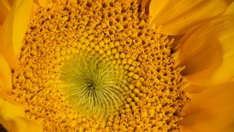 Sunflower Time Lapse Flower Opening Macro Close Up Stock-Footage 100192914