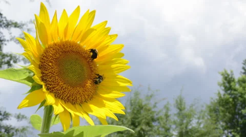 Sunflower time-lapse zoom in Stock Footage 27596770