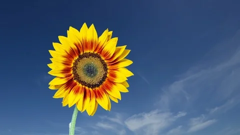 Sunflower timelapse Video stock 97864418