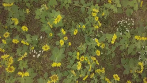 Sunflower top 4k 01 Video stock 145927307