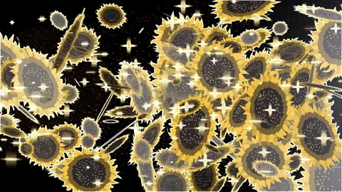 Sunflower Transition  4K Stock Footage 259542922