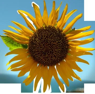 Sunflower on a transparent background Fotos Stock