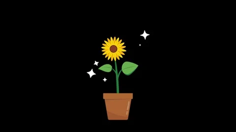 Sunflower tree grows and blooms animated sunflower grows and sparkles in a po Stock Footage 285997149