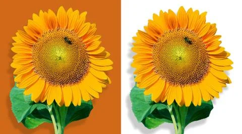 Sunflower tree isolated on white background with clipping path Foto stock