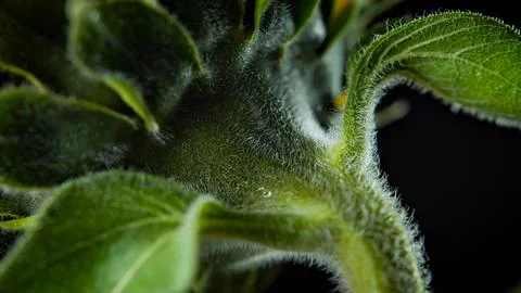 Sunflower-type flower stem in the process of growth and pest control Stock Photos